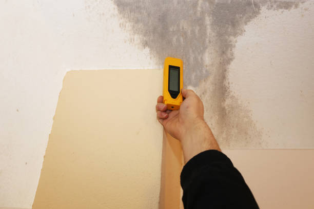 Best Basement Mold Removal  in Watergate, FL