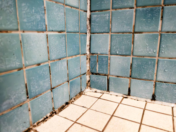 Best Real Estate Mold Inspection  in Watergate, FL