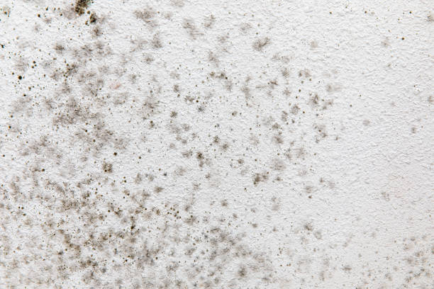 Professional Mold Removal in Watergate, FL