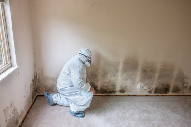 Best Attic Mold Removal  in Watergate, FL